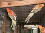 Jonge roodruggen te koop, Dieren en Toebehoren, Vogels | Parkieten en Papegaaien, Meerdere dieren
