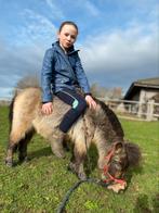 Gratis Shetlander komen verzorgen, Dieren en Toebehoren, Paarden en Pony's | Beschermers, Ophalen of Verzenden, Rijden