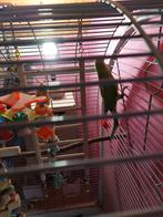 A vendre, Ophalen, Gebruikt, Overige typen