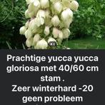 yucca gloriosa, Tuin en Terras, Planten | Bomen, Ophalen, Winter