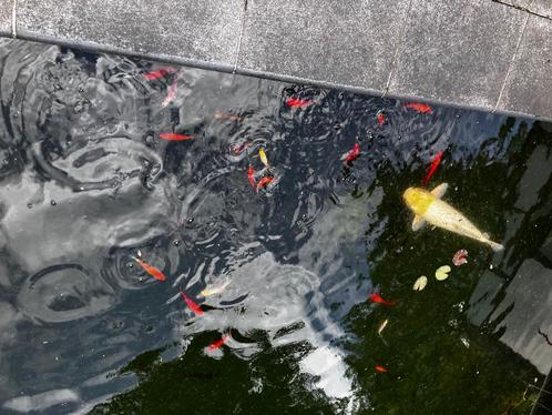 Grote koi + 100tal kleinere vissen voor zwemvijver, Dieren en Toebehoren, Vissen | Vijvervissen, Karper of Koi