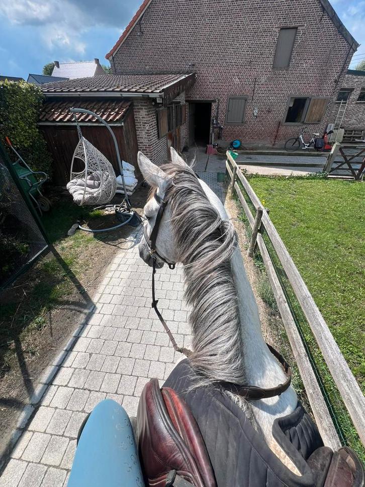 Studentenjob gezocht, Dieren en Toebehoren, Paarden