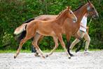 Prachtig hengstje Flacco Jr For Kara, Dieren en Toebehoren, Paarden, Springpaard, Gechipt, 0 tot 2 jaar, Hengst