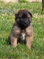 Tervuerense/ tervuurse herder pups, Dieren en Toebehoren, België, Fokker | Hobbymatig, 8 tot 15 weken, Meerdere