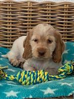 Beaux chiots Cocker Spaniel anglais, Plusieurs, Parvovirose, Belgique, Plusieurs animaux