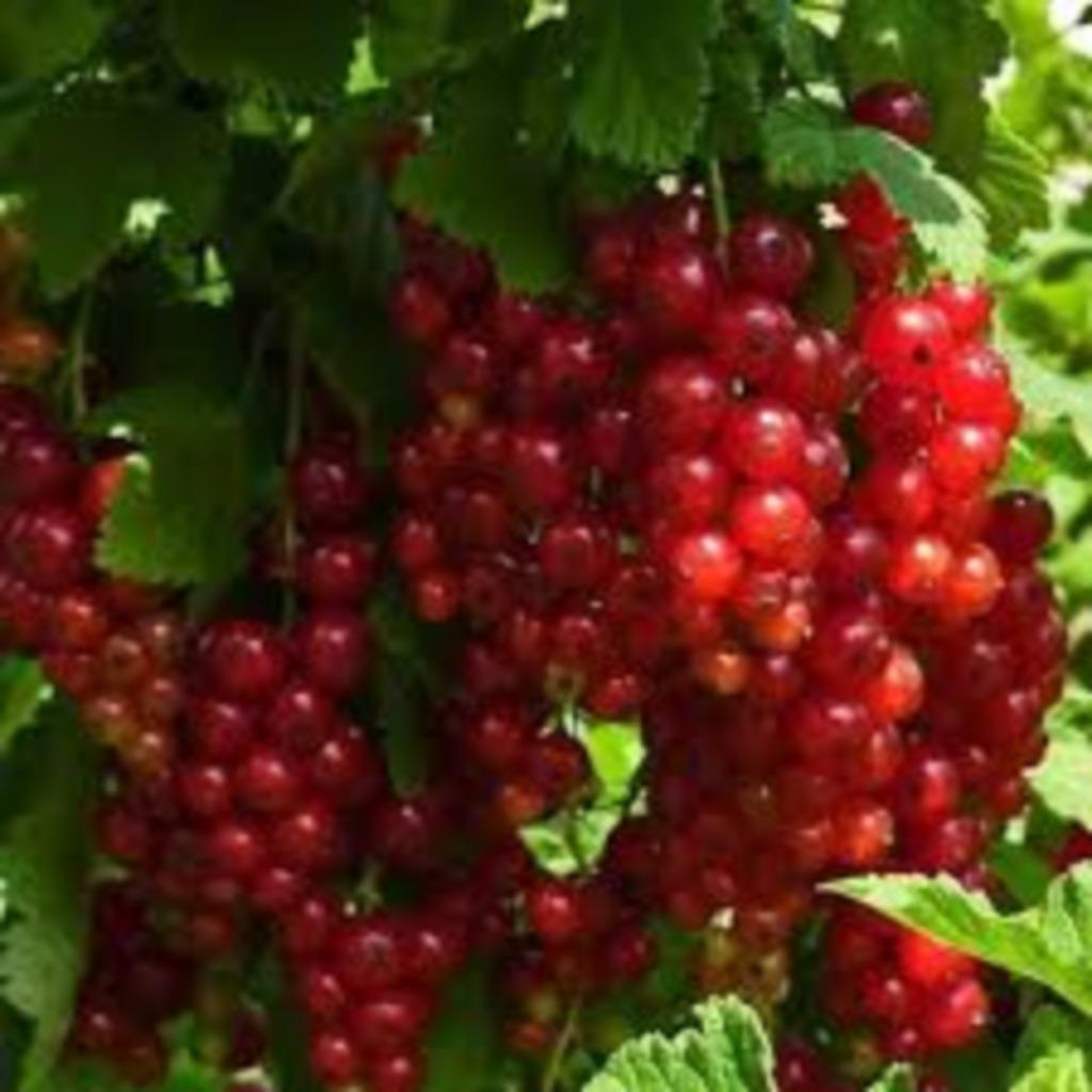 Groseillier rouge, Ophalen