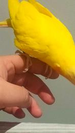 Te koop: Wales Prinses Papegaaien – Mannelijk en Vrouwelijk, Dieren en Toebehoren, Vogels | Parkieten en Papegaaien, Meerdere dieren