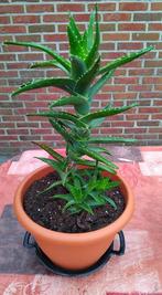 ALOES VERA, natuurlijke groene plant, Ophalen, Vetplant, Halfschaduw, In pot