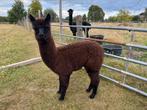 Zwarte alpaca merrie, Dieren en Toebehoren, Stalling en Weidegang