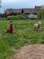 Witte ,lieve pluizenbol. Lieve Alpaca.