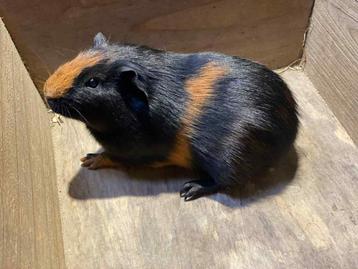 Cavia beertje beschikbaar voor biedingen