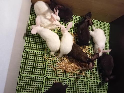 vleeskonijnen, Dieren en Toebehoren, Konijnen, Middelgroot, Meerdere dieren
