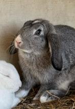 NHD konijn, Dieren en Toebehoren