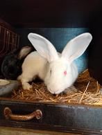 Jonge konijnen, Dieren en Toebehoren, Konijnen, Groot