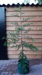 Sequoia sempervirens boom hoogste boom ter wereld, 115m hoog, Tuin en Terras, In pot, Bloeit niet, Halfschaduw, 100 tot 250 cm