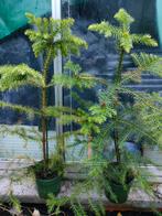 Nordic pine, Ophalen