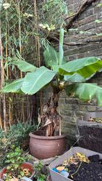 Grote bananenplant incl grote terracottapot, Tuin en Terras, Vaste plant, Bloeit niet, Halfschaduw, Ophalen