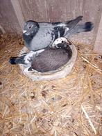 Jeune pigeon 2026, Animaux & Accessoires, Oiseaux | Pigeons