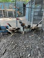 Shamo,s hanen en of hennen mooie jonge gezonde dieren, Dieren en Toebehoren