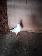 Duivin, Dieren en Toebehoren