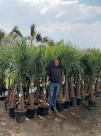 Palmbomen wintervast 100€, Tuin en Terras, Ophalen