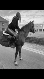 Paard zadelmak maken, Dieren en Toebehoren, Ophalen of Verzenden, Zo goed als nieuw