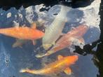 Diverse tamme koi: Soragoi, Chagoi, Karashi, Ochiba, Dieren en Toebehoren, Vissen | Vijvervissen, Karper of Koi