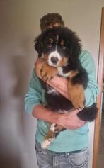 Berner sennen pup, Dieren en Toebehoren, Ophalen, Zo goed als nieuw