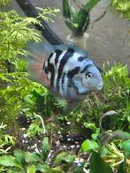 Dwerg papegaai chiclide - Polar blue / blue marble parrot, Vis, Zoetwatervis