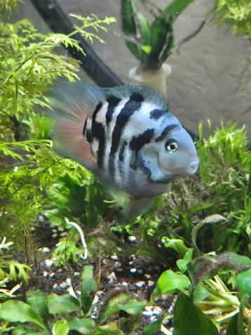 Dwerg papegaai chiclide - Polar blue / blue marble parrot beschikbaar voor biedingen