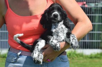 Engelse cocker spaniel pups particulier geboren in Belgie beschikbaar voor biedingen