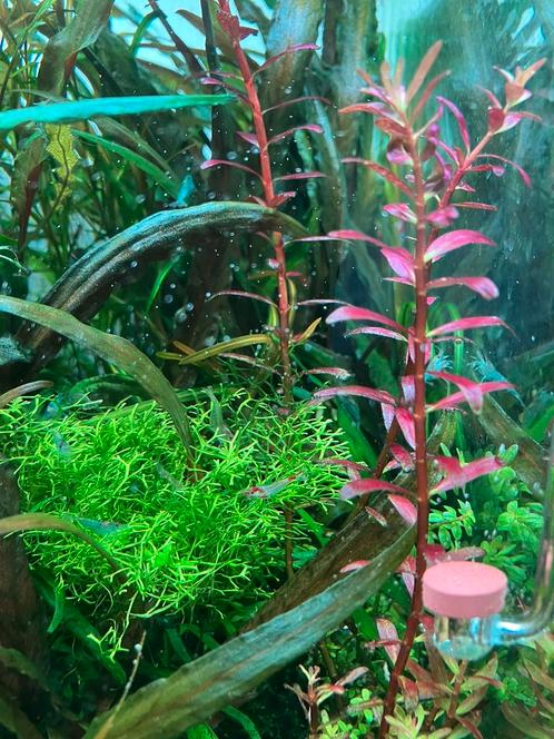 Rotala Blood Red Signapore - rode aquariumplant, Dieren en Toebehoren, Vissen | Aquaria en Toebehoren, Nieuw, Plant(en), Steen of Hout