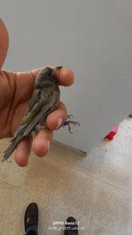 Oiseaux male joker, Animaux & Accessoires, Enlèvement ou Envoi, Neuf