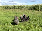 Jonge tamme Noord Hollandse Blauwe kippen gesekst en ingeënt, Dieren en Toebehoren, Pluimvee, Vrouwelijk, Kip