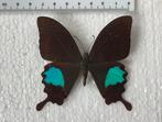 Papilio paris, Dieren en Toebehoren, Insecten en Spinnen
