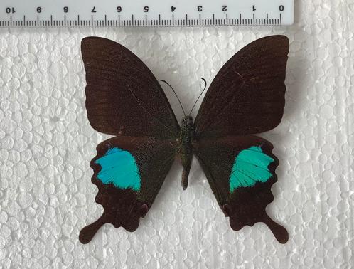 Papilio paris, Dieren en Toebehoren, Insecten en Spinnen