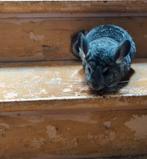 Chinchilla vrouwtjes, Dieren en Toebehoren, Knaagdieren, April, Vrouwelijk, Chinchilla