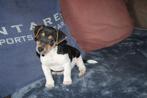 jack russell pups, Dieren en Toebehoren, Honden | Jack Russells en Terriërs, België, Fokker | Hobbymatig, Jack Russell Terriër