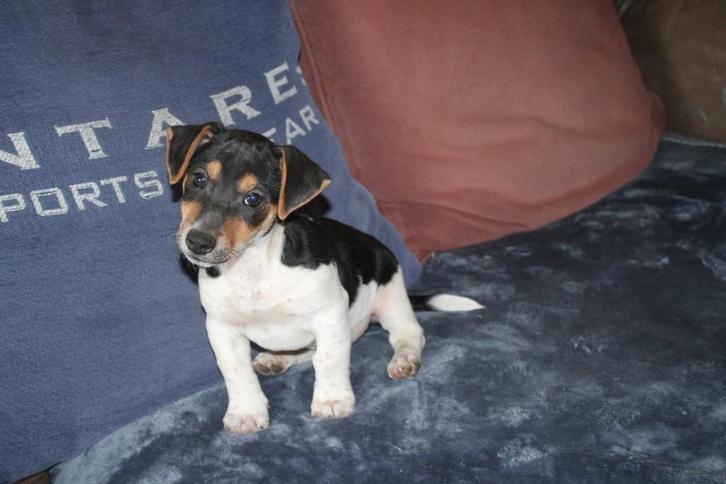 jack russell pups, Dieren en Toebehoren, Honden | Jack Russells en Terriërs, Reu, Jack Russell Terriër, Fokker | Hobbymatig, Meerdere