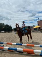 Verzorg paard/pony gezocht - bijrijder aangeboden, Meerdere dieren, Niet van toepassing
