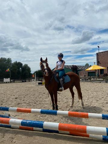 Verzorg paard/pony gezocht - bijrijder aangeboden, Plusieurs animaux, Ne s'applique pas