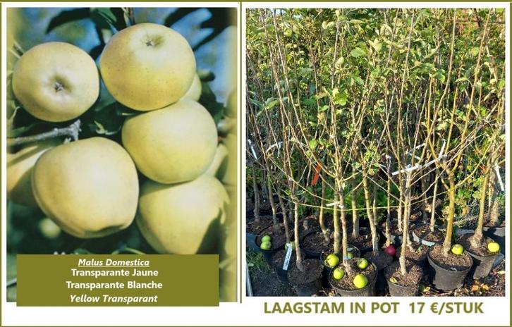APPELAARS  "TRANSPARANTE JAUNE, GOLDEN DELICIOUS  5€/STUK !!, Tuin en Terras, Planten | Fruitbomen, Appelboom, 100 tot 250 cm