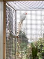 Broedrijpe halsbandparkieten poppen, Dieren en Toebehoren, Vogels | Parkieten en Papegaaien