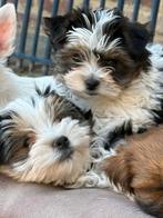 Biewer pupjes, Dieren en Toebehoren, Honden | Jack Russells en Terriërs, Yorkshire Terriër, België, Reu, CDV (hondenziekte)
