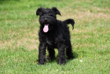Dwergschnauzer pups te koop - zwart beschikbaar voor biedingen