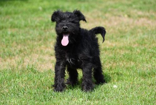 Dwergschnauzer pups te koop - zwart, Dieren en Toebehoren, Honden | Chihuahua's en Gezelschapshonden, Meerdere dieren, Overige rassen