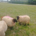 twee jaarling ooitjes, Dieren en Toebehoren, Schaap