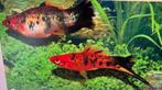 Zwaarddragers, Dieren en Toebehoren, Vissen | Aquariumvissen, Vis, Zoetwatervis