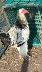 Brahma hanen, Dieren en Toebehoren