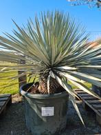 Yucca Rigida, Ophalen